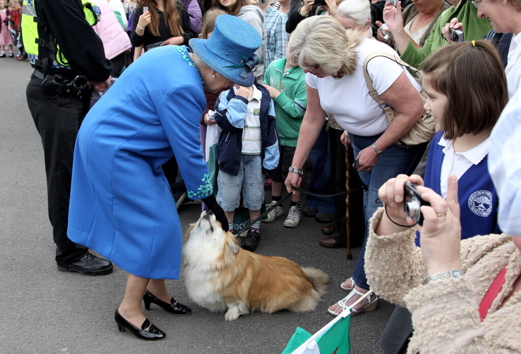 How Many Corgis Did Queen Elizabeth Have Pedigree Shows Long Legacy 