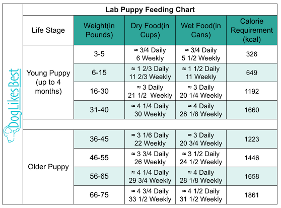 How Much Should A Lab Eat Labrador Feeding Chart By Age DogLikesBest