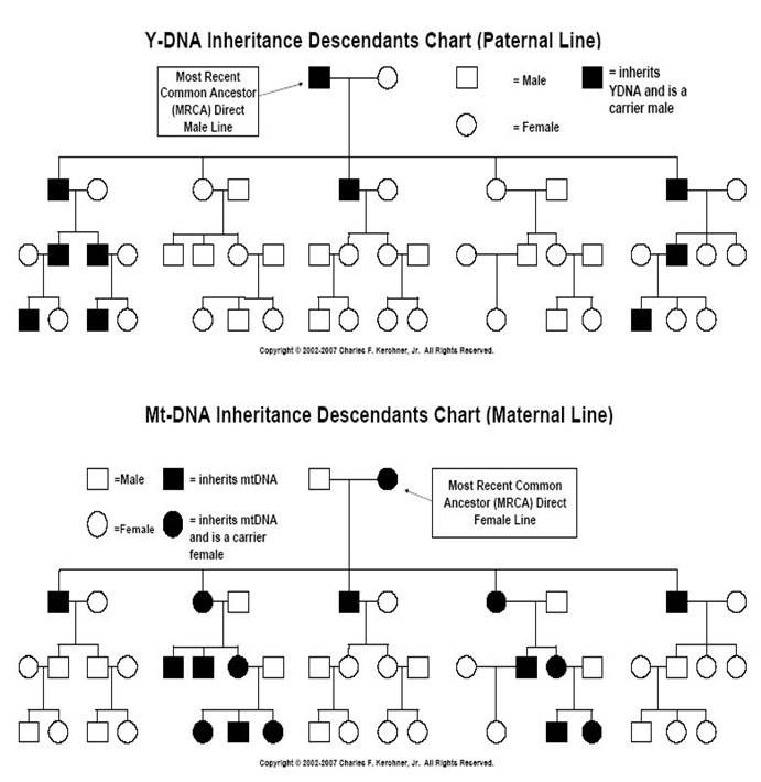 How To Fill Out A Pedigree Chart Biology Chart Walls