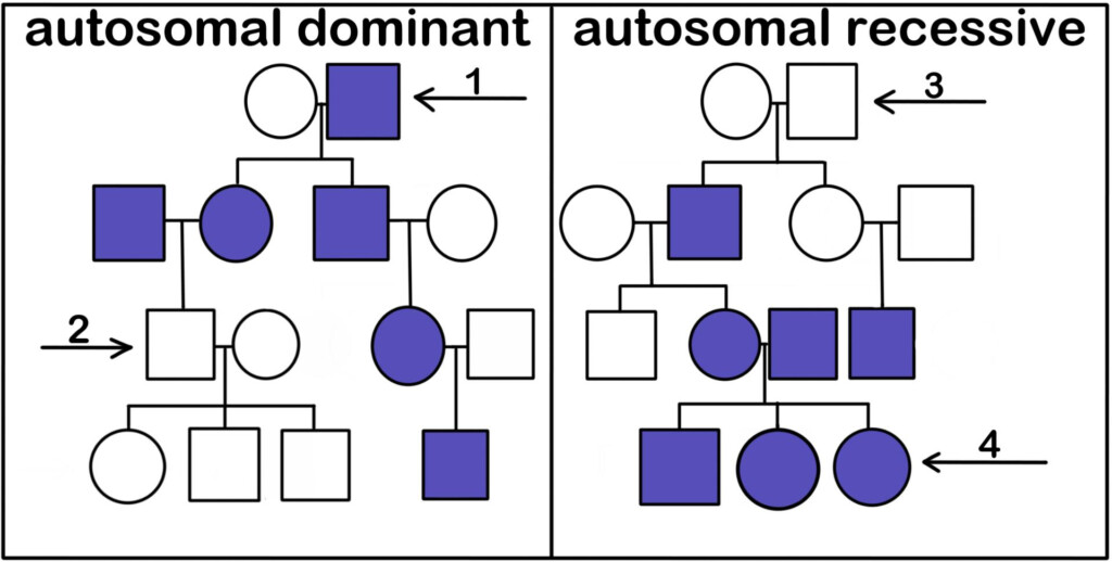 How To Read A Pedigree Chart Dominant Or Recessive Free Worksheets 