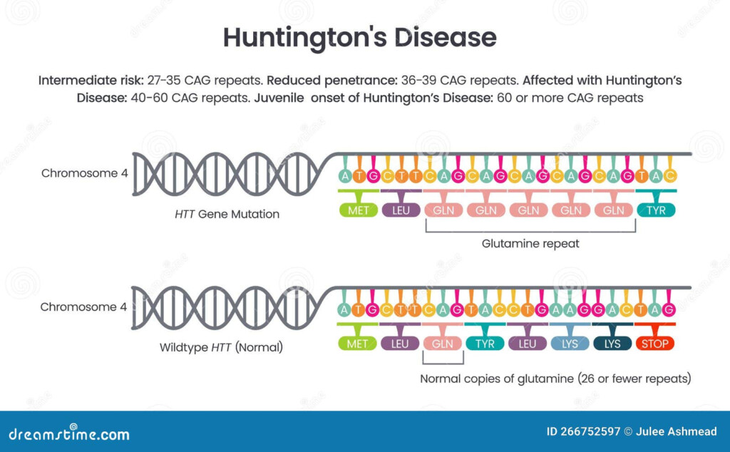 Huntington 39 s Disease HTT Repeat Allele Vector Illustration Diagram 