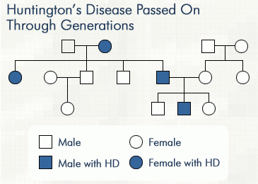 Huntington s Disease Causes Symptoms Testing SchoolWorkHelper