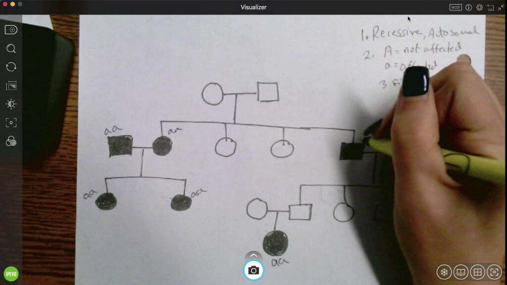 Identify The Genotypes For This Pedigree Chart