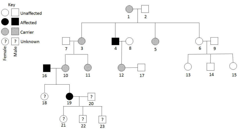 If An Individual Has Genotype Dd What Are They A