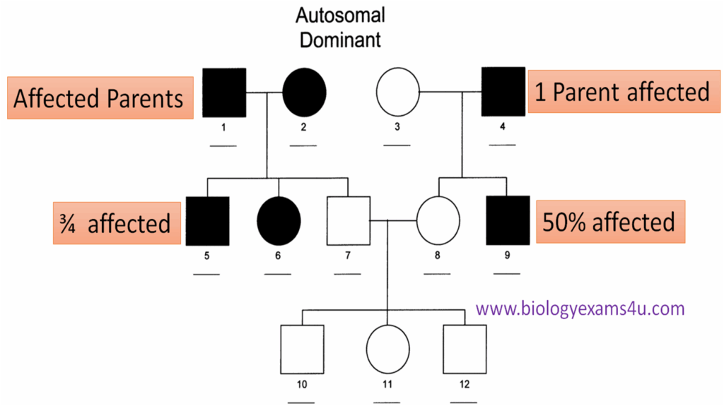 In Pedigree Charts Autosomal Dominant Disorders Typically