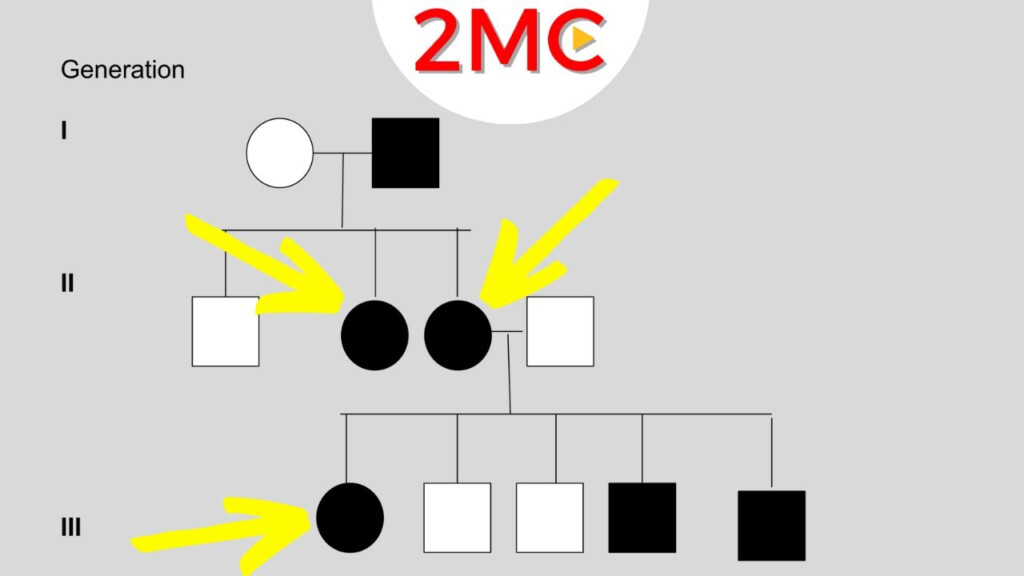 Inheritance Patterns Reading Pedigree Charts YouTube