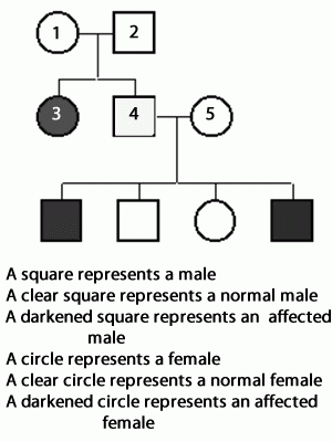 Inheritance Pedigree