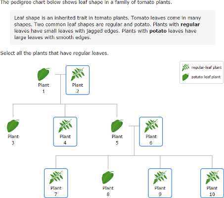 IXL Read A Plant Pedigree Chart 4th Grade Science Practice 