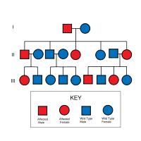 Jenna Budke Williams Syndrome Pedigree For Williams Syndrome
