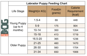 Labrador Feeding Chart How Much To Feed WeWantDogs