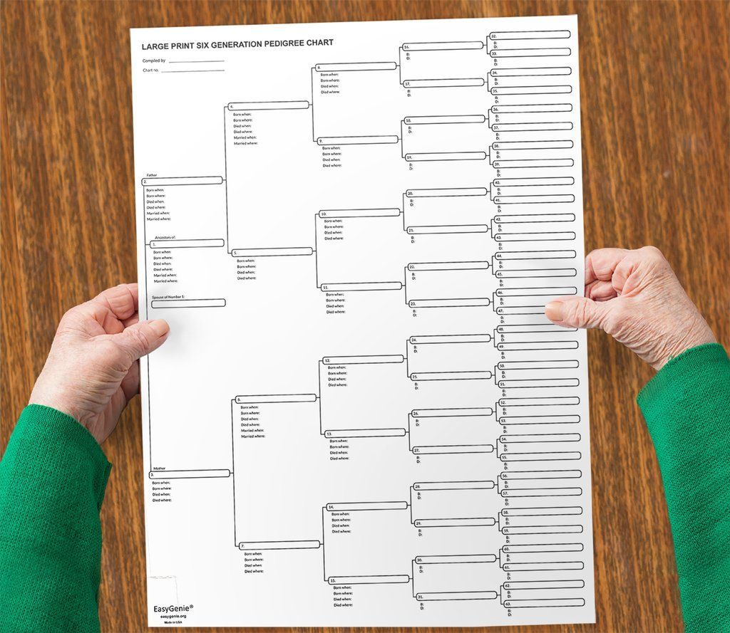 LARGE PRINT 6 Generation Blank Pedigree Chart 17 X 22 Inches Single 