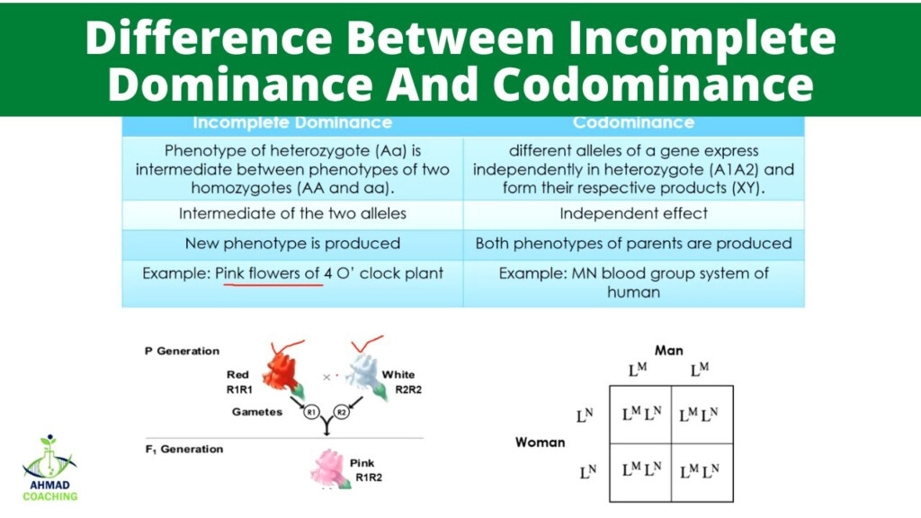 Law Of Incomplete Dominance