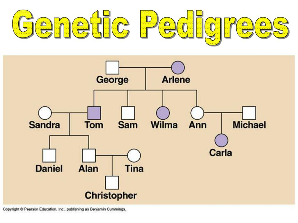 Mapping Pedigree Chart Pedigree Chart Map Chromosome Vrogue co
