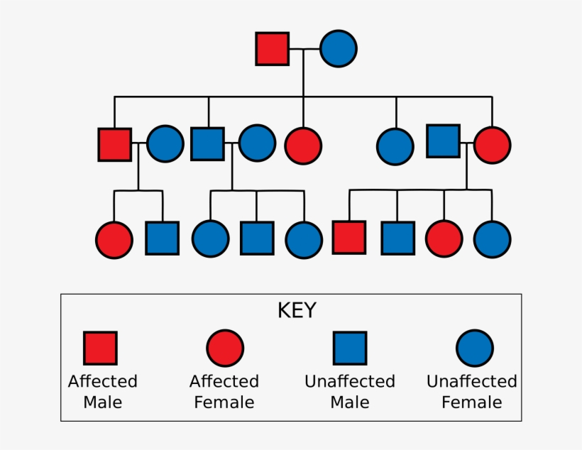 Medium To Large Size Of Free Family Tree Genetic Chart Huntington 39 s 