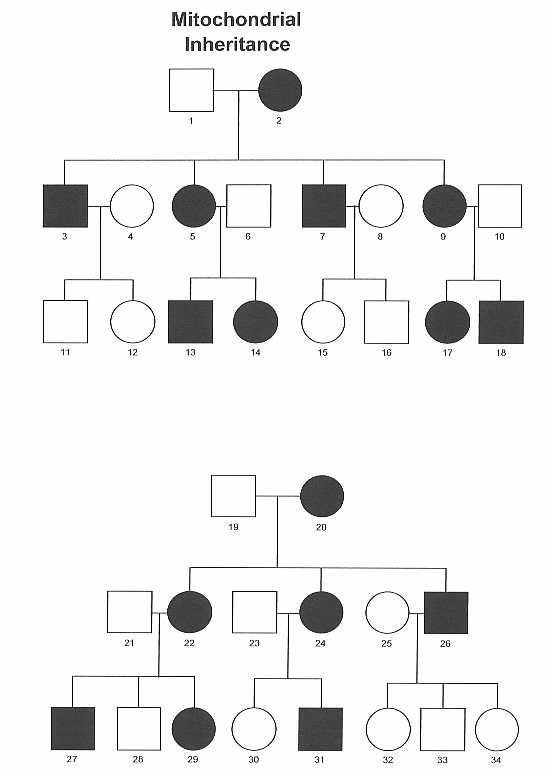 Mitochondrial Inheritance Michigan Genetics Resource Center