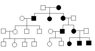 Mitochondrial Pedigree