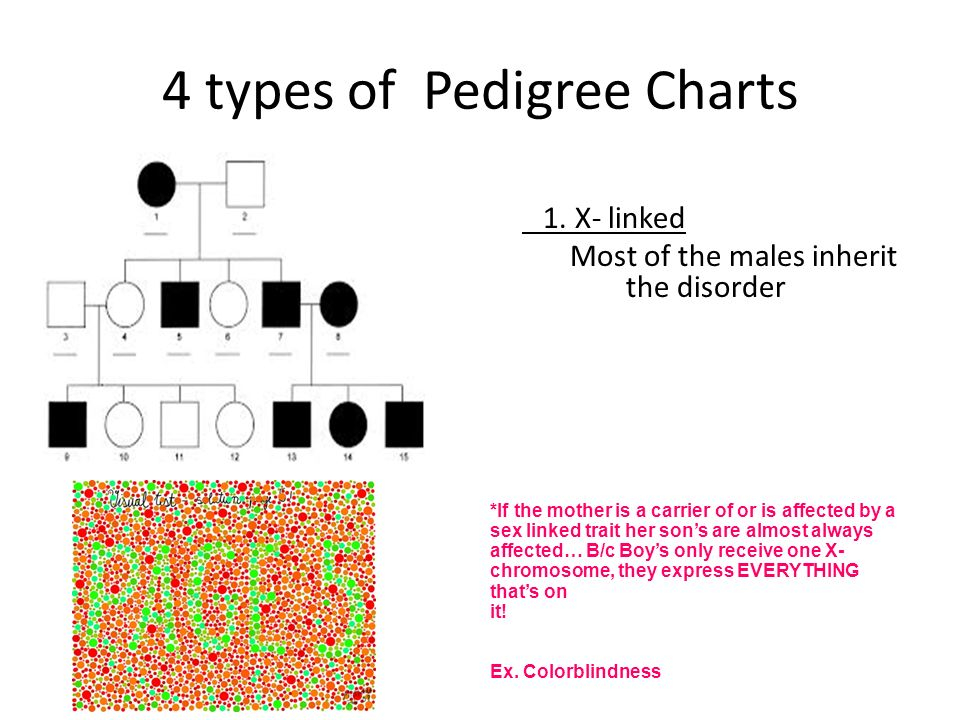Muscular Dystrophy Pedigree Chart Answer Key Keski
