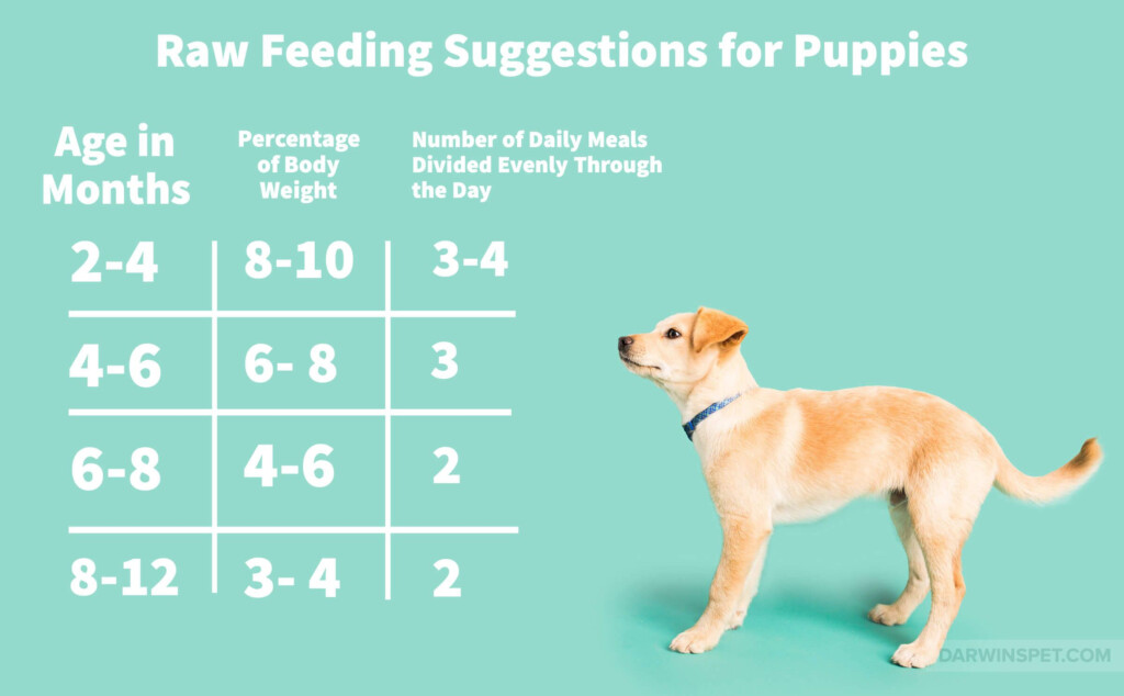 Nature 39 S Domain Puppy Food Feeding Chart