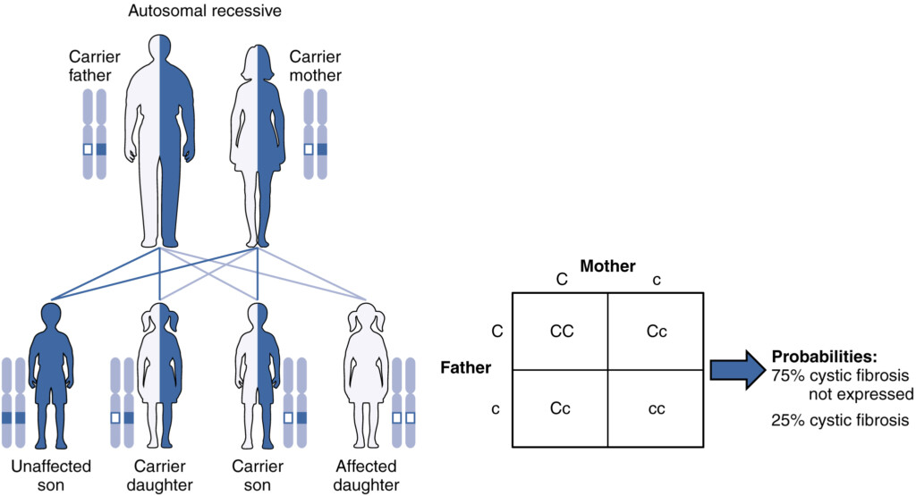 Patterns Of Inheritance Anatomy And Physiology