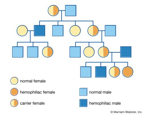 Pedigree Analysis Chart Definition Symbols Types Exam Vrogue co