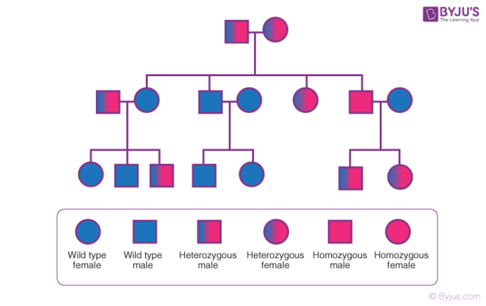 Pedigree Analysis Chart Definition Symbols Types Exam Vrogue co
