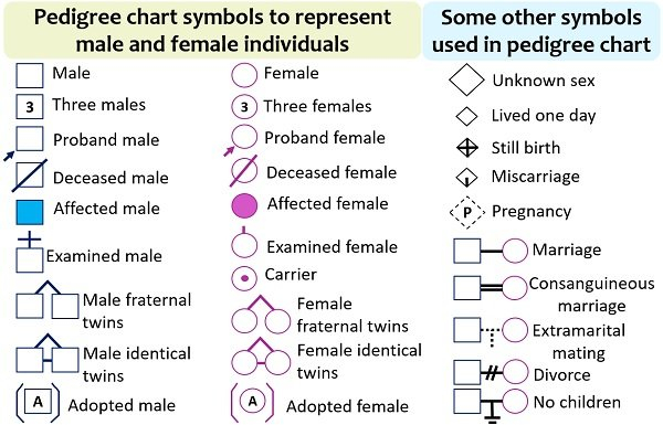 Pedigree Analysis Chart Definition Symbols Types Exam Vrogue co