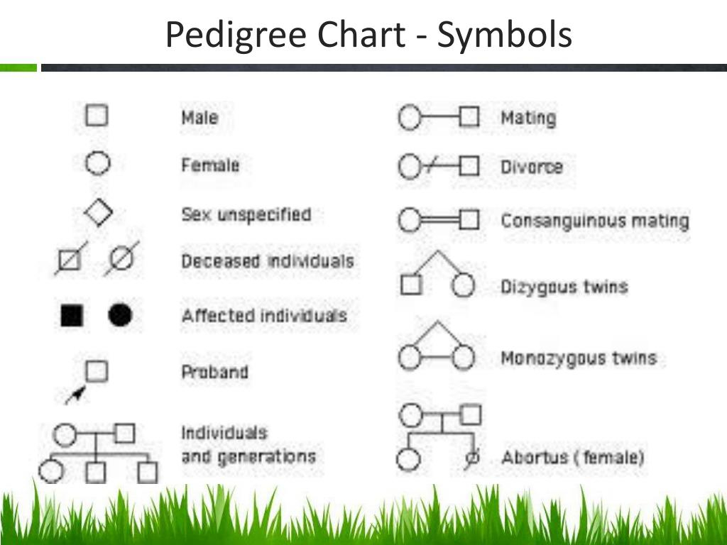 Pedigree Analysis Chart Definition Symbols Types Exam Vrogue Co