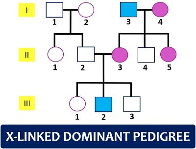 Pedigree Analysis Chart Definition Symbols Types Examples 