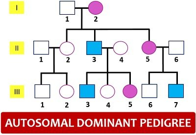 Pedigree Analysis Chart Definition Symbols Types Examples 