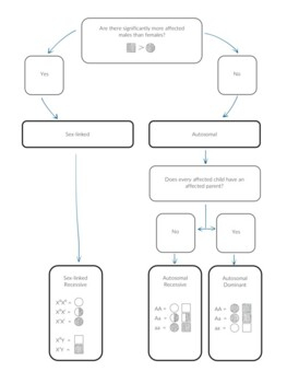 Pedigree Analysis Flowchart For Biology By ZOWOLOGY TPT
