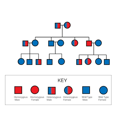 Pedigree Chart And Punnett Square Sickle Cell Anemia