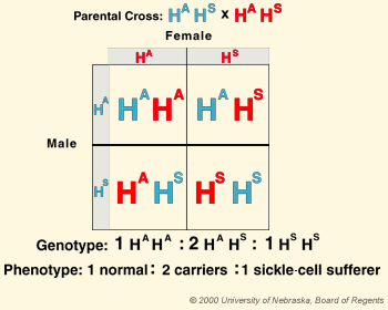 Pedigree Chart And Punnett Square Sickle Cell Anemia