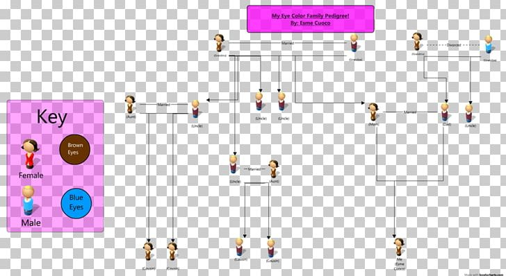 Pedigree Chart Eye Color Genetics PNG Clipart Angle Biology Chart 