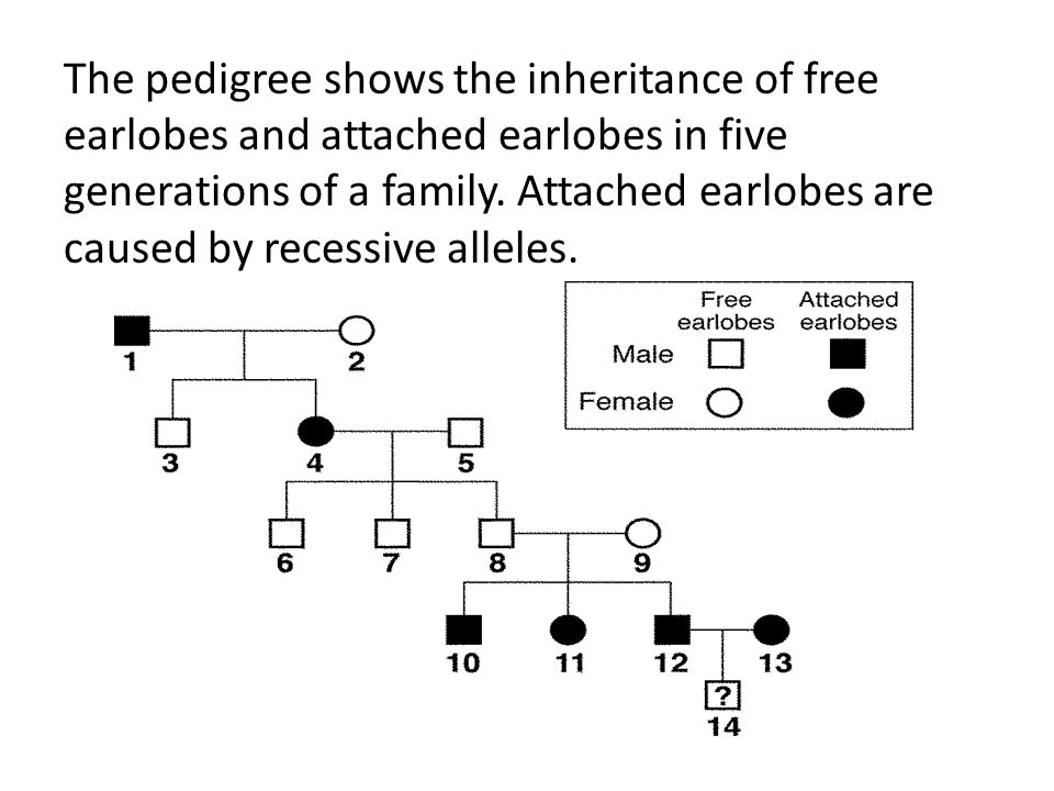Pedigree Chart For Free Or Attached Earlobes A Visual Reference Of 