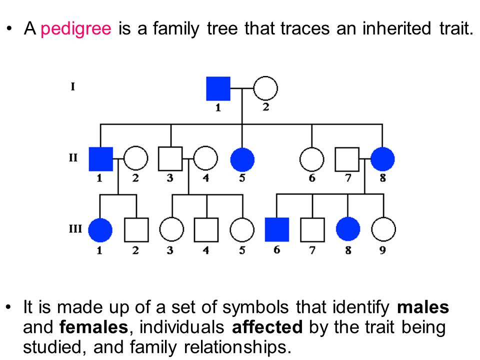 Pedigree Chart For Free Or Attached Earlobes A Visual Reference Of 
