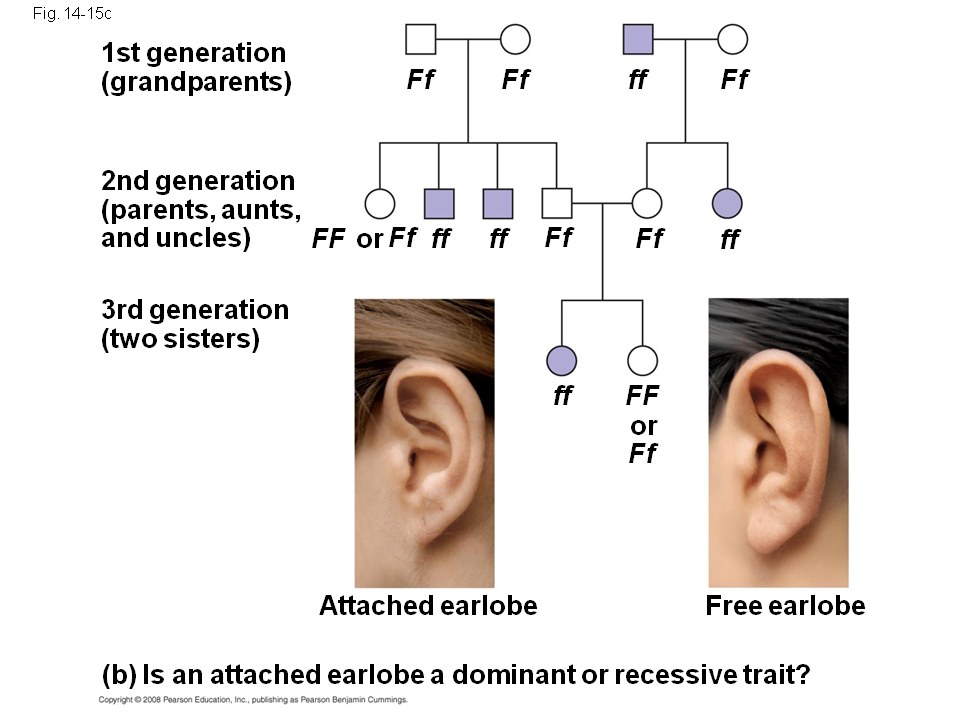 Pedigree Chart For Free Or Attached Earlobes Answers Ponasa