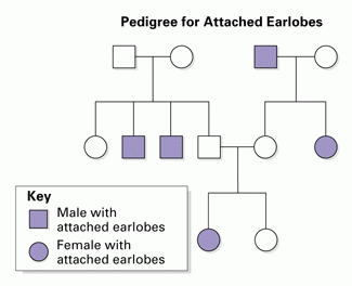 Pedigree Chart For Free Or Attached Earlobes Ponasa