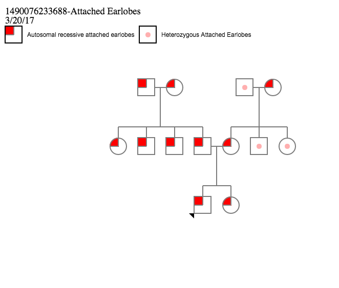 Pedigree Chart For Free Or Attached Earlobes Ponasa