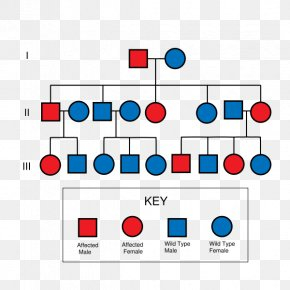 Pedigree Chart Genetic Disorder Klinefelter Syndrome Genetics PNG 