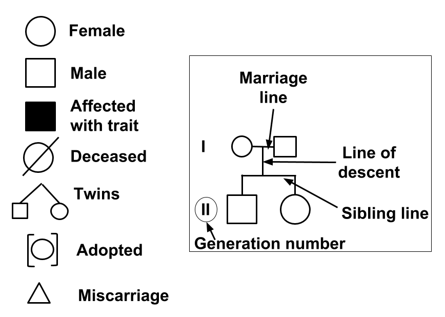 Pedigree Chart Labeled