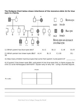 Pedigree Chart Lesson Plan Day 2 By BSF24 Teachers Pay Teachers