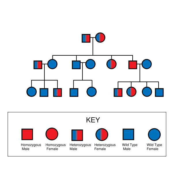 Pedigree Chart Picture Genetic Disorders