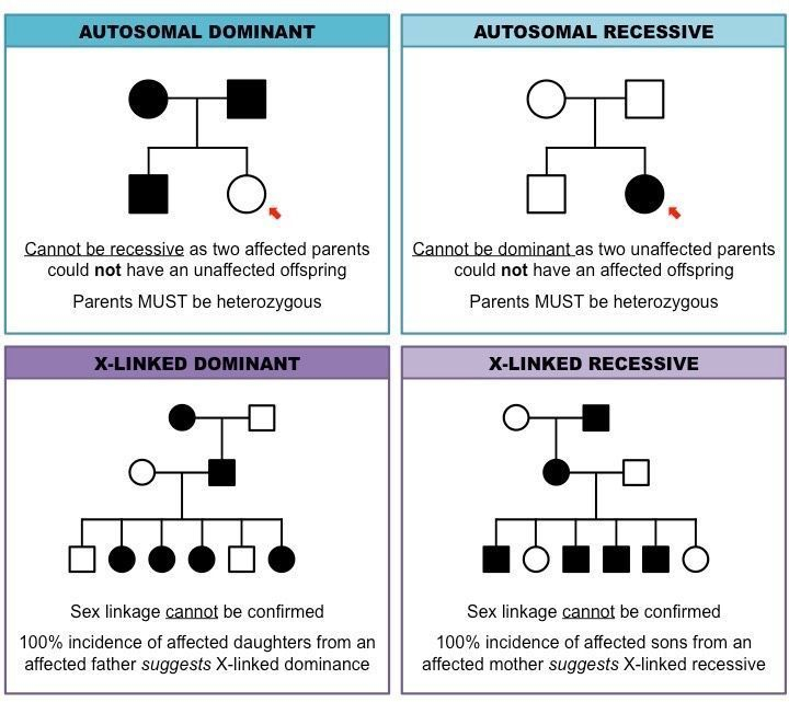 Pedigree Charts Inheritance Cheat Sheet Biology Classroom Study 