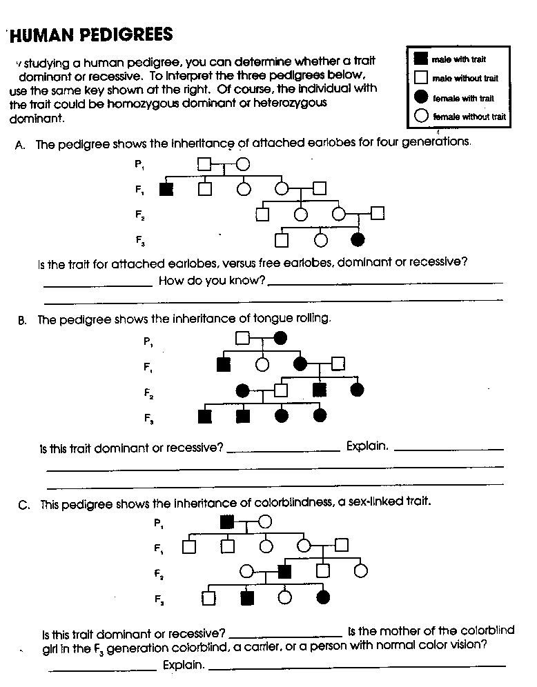 Pedigree Charts Worksheet Answer Key Rose Pdf
