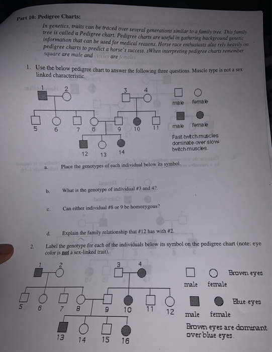 Pedigree Charts Worksheet Worksheet Pedigree Practice With A