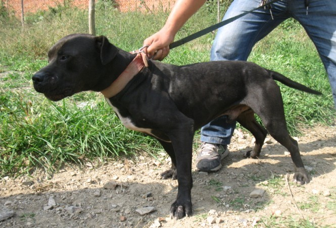 Pedigree Database HBSY 39 S BLACK ELI