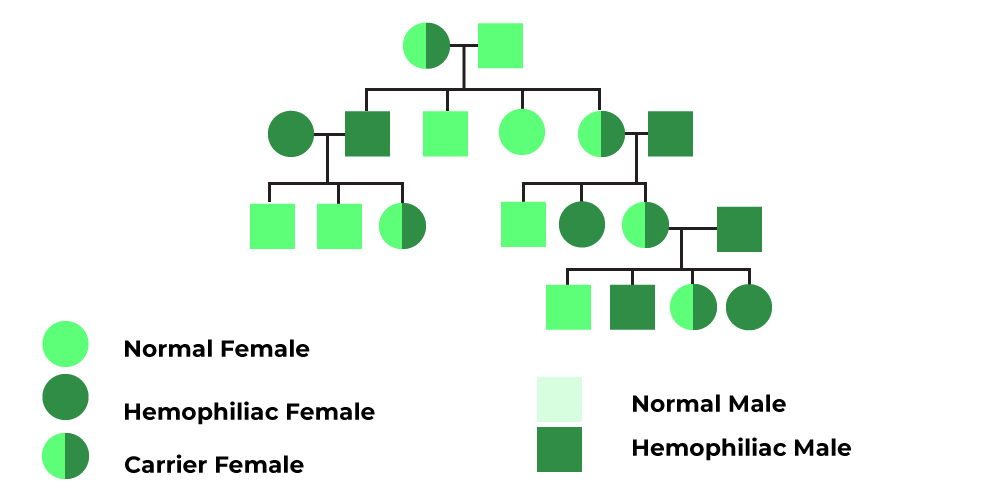 Pedigree Diagrams Explained Genetic Pedigree Symbols