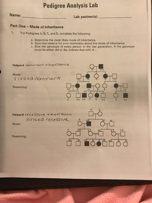 Pedigree Lab Activity Answers Worksheet Pedigree Practice Problems 