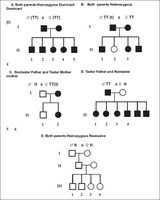 Pedigree Of Homozygous Dominant A Heterozygous Domin Open i
