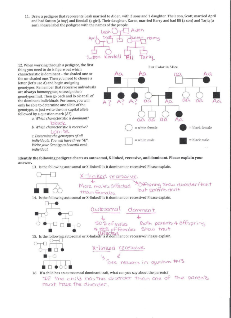 Pedigree Worksheet 2 Answer Key